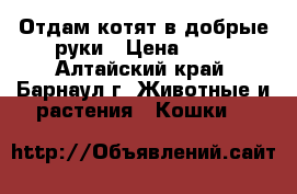 Отдам котят в добрые руки › Цена ­ 10 - Алтайский край, Барнаул г. Животные и растения » Кошки   